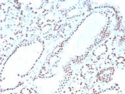 PAX8 Antibody (ZR-1) - Azide and BSA Free, Novus Biologicals 100 &mu;g | Buy Online | Novus Biologicals | Fisher Scientific
